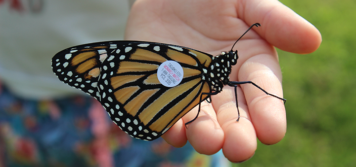 Friends of Rogers begins tagging butterflies